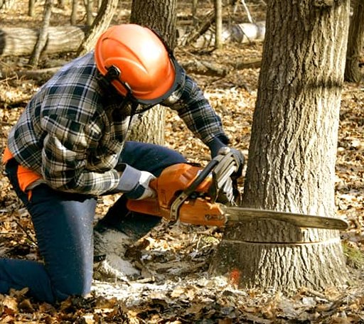 Tree Removal in New Lebanon, OH